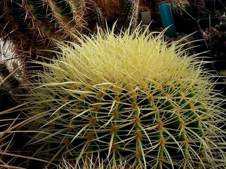 Эхинокактус - виды, подбор почвы, секреты выращивания и 115 фото цветения кактуса