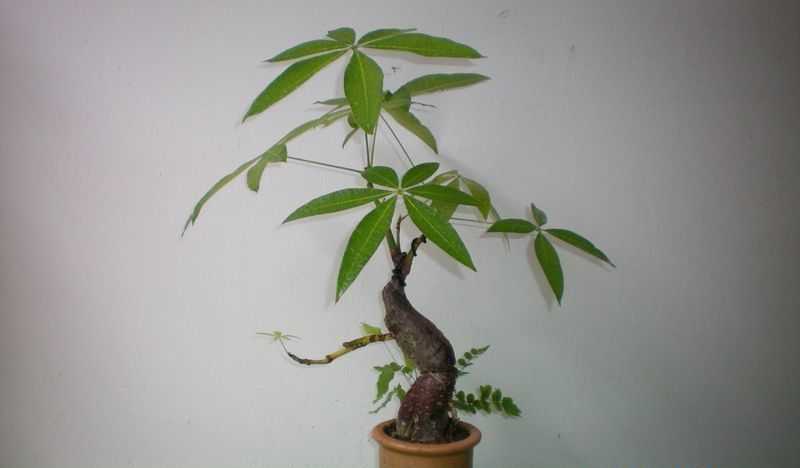 Пахира (бутылочное дерево): уход в домашних условиях, фото, виды, акватика, где растет цветок