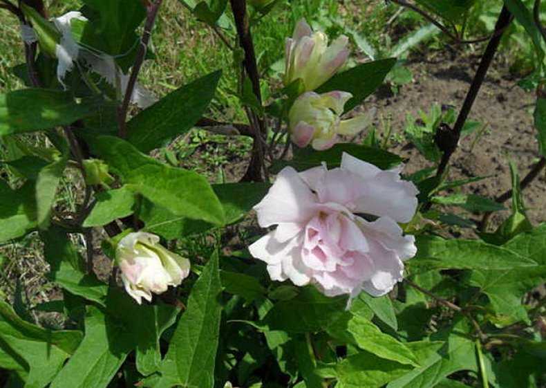Калистегия - прыткий вьюнок или нежная французская роза - королева забора - цветочки
                                             - 28 февраля
                                             - 43347007843 - медиаплатформа миртесен