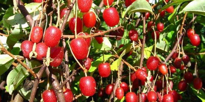 Гуми (многоцветковый лох) - посадка и уход, полезные свойства ягод