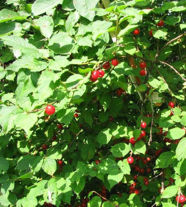 Войлочная вишня в саду – все о посадке, выращивании, обрезке и размножении - журнал expertology