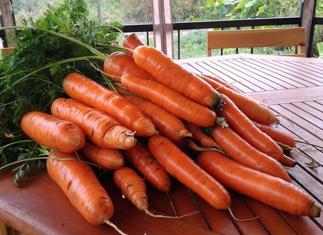 Лучшие ранние сорта моркови