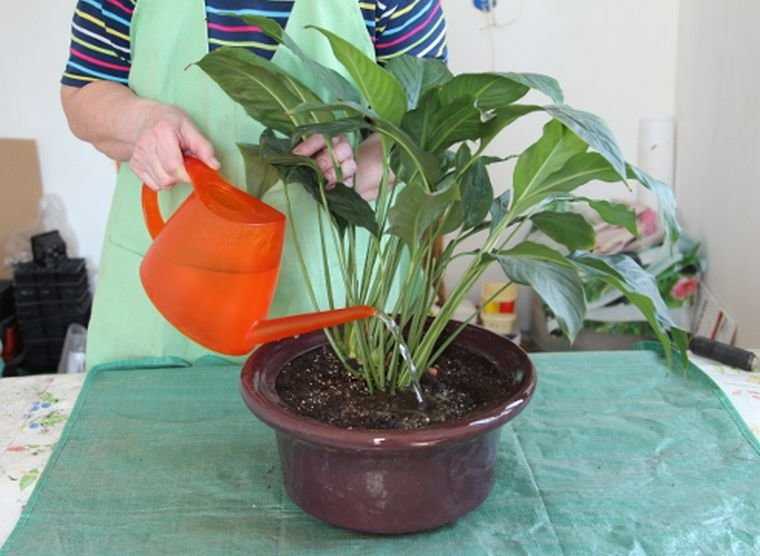 Домашний спатифиллум: уход в домашних условиях, фото спатифиллума и приметы, почему желтеют листья спатифиллума