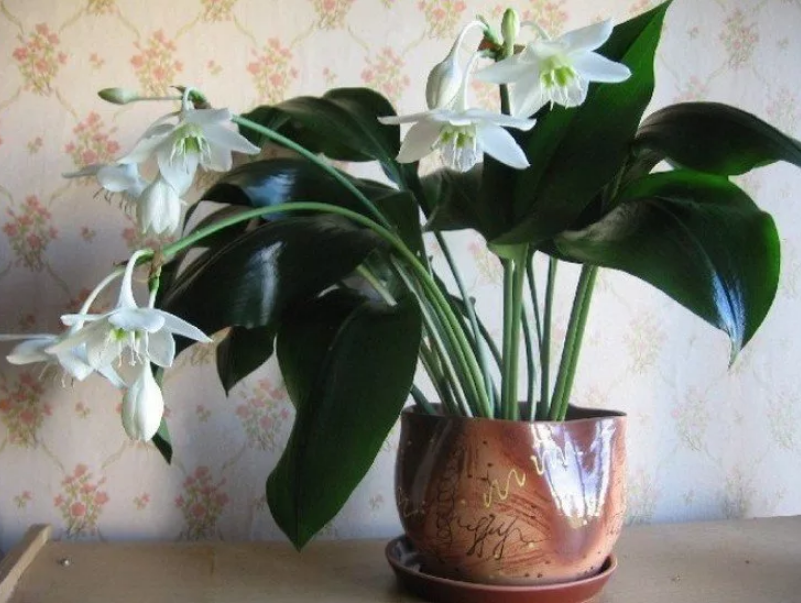 Эухарис фото, уход в домашних условиях, цветок амазонская лилия приметы и суеверия, отзывы