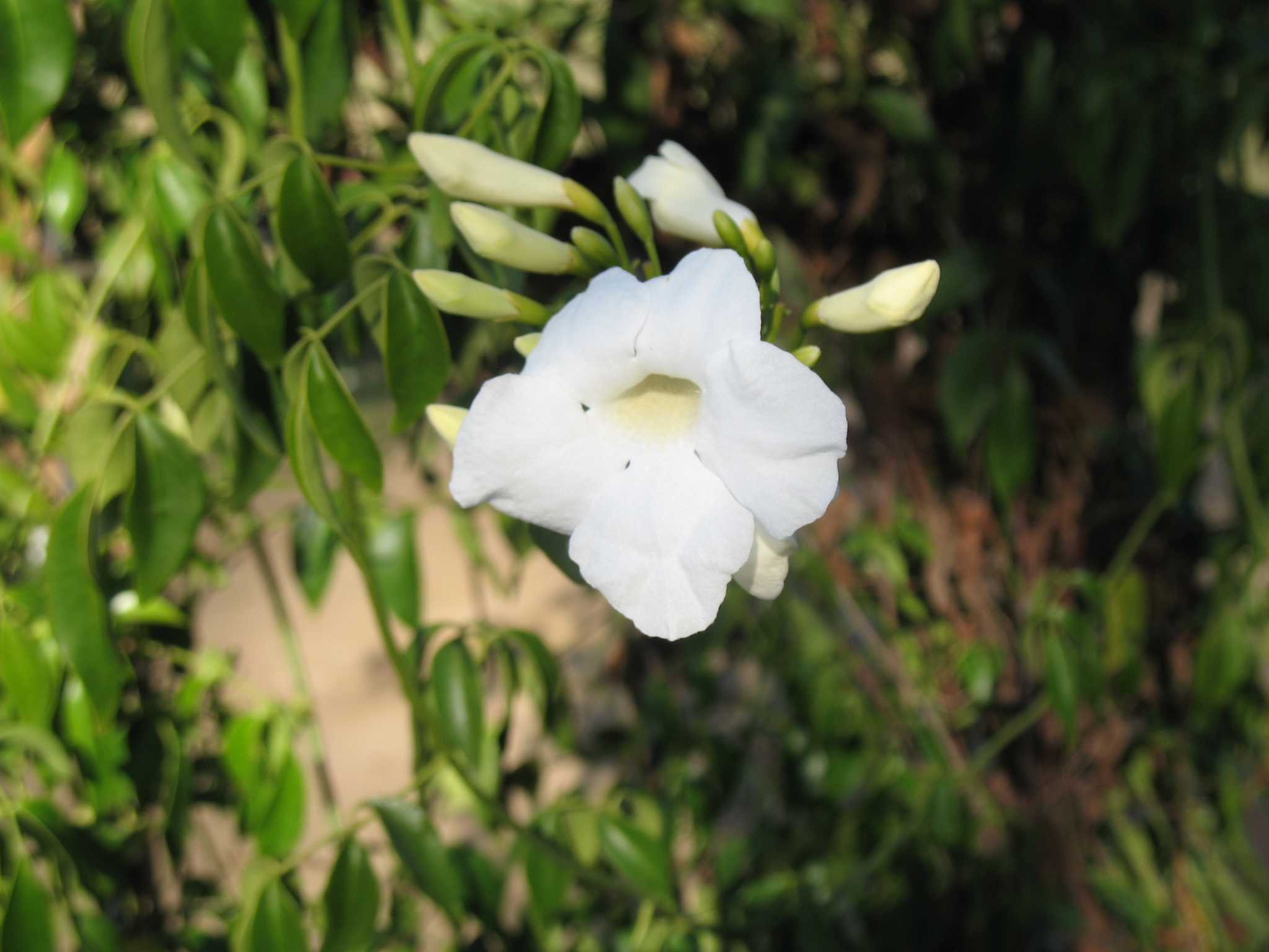 Пандорея (pandorea) — описание, выращивание, фото