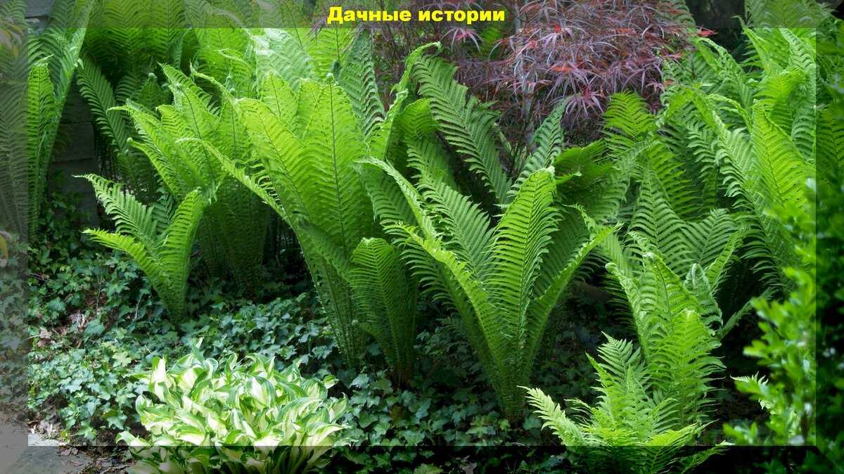 Асплениум (папоротник) травянистые растения для открытого грунта