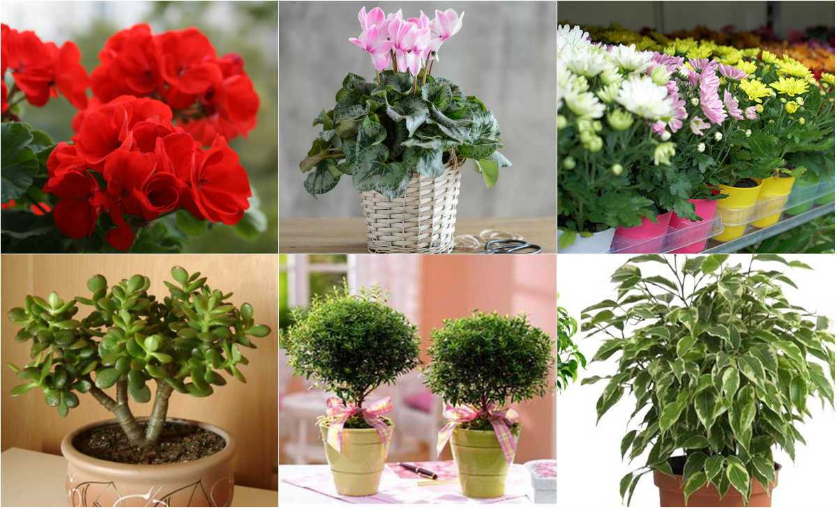 19 комнатных растений, с которыми любое помещение заиграет новыми красками
