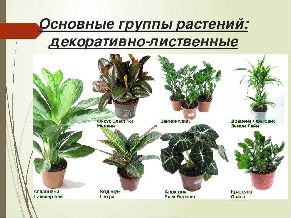 Комнатные растения / энциклопедия растений / асиенда.ру