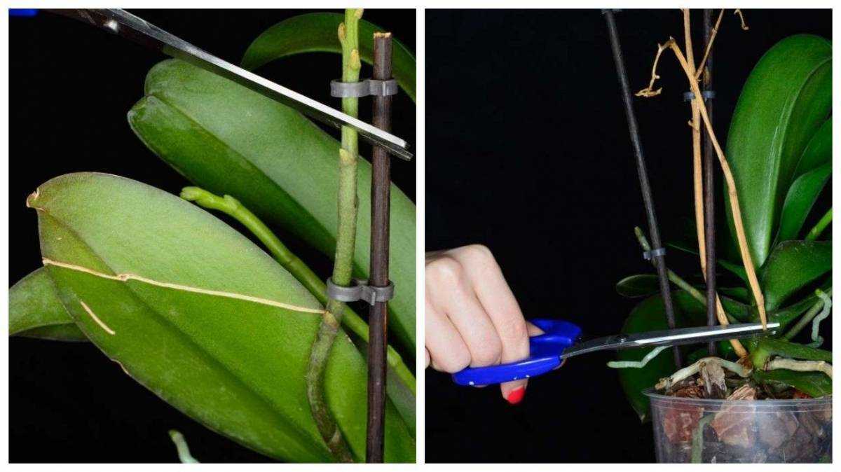 Орхидея без листьев, но с корнями: что делать и как помочь растению