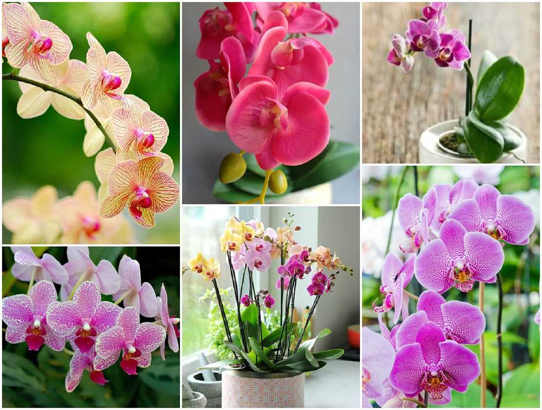 Сгнили корни у орхидеи фаленопсис: что делать, если растение пропадает и можно ли его спасти, также фото пораженного цветка