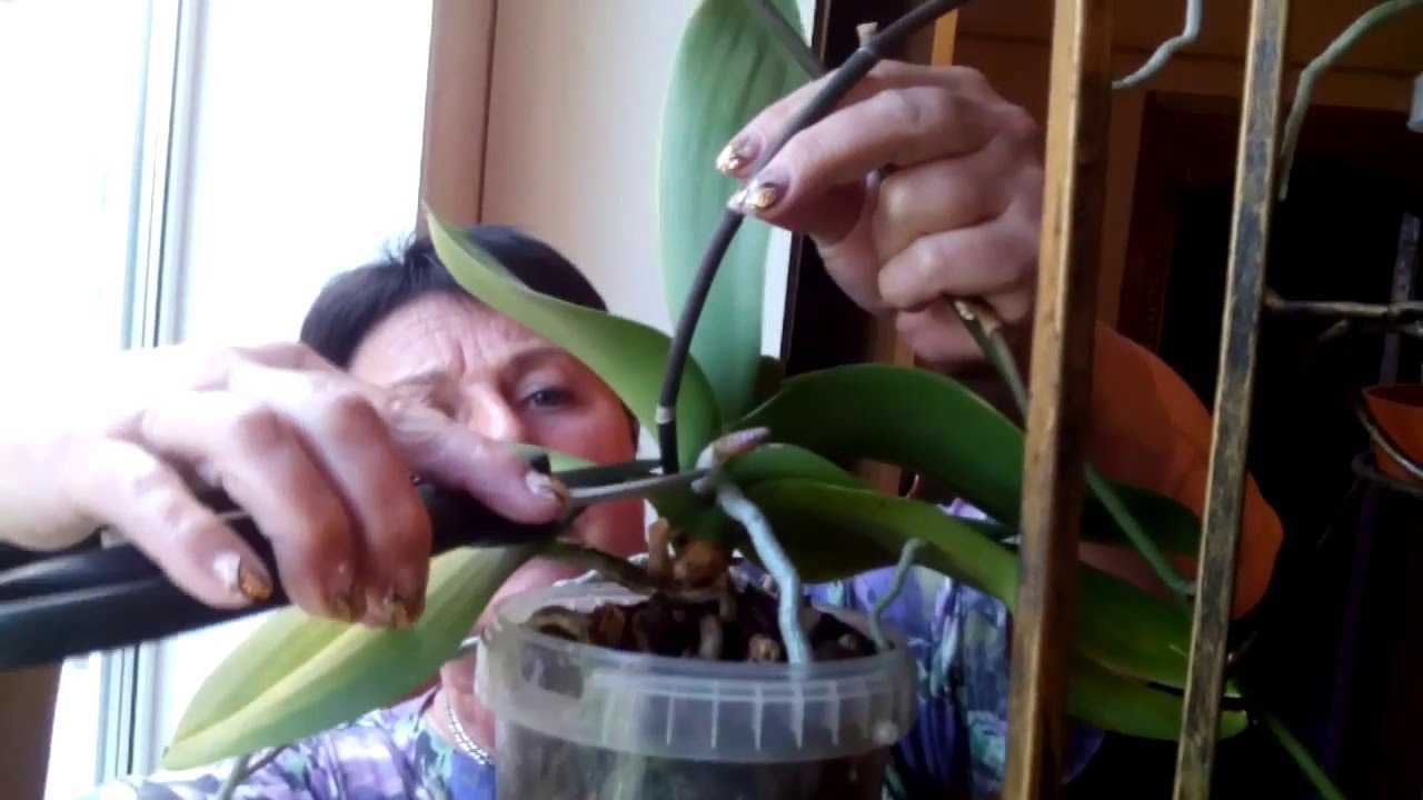 Орхидея ванда: основные сорта и варианты ухода в домашних условиях
