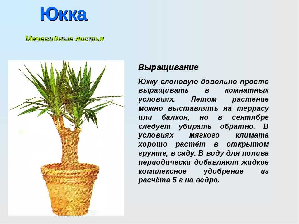 Юкка (yucca). правила ухода и размножения. | floplants. о комнатных растениях