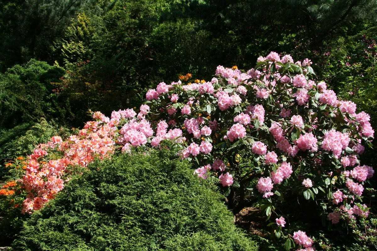 Дёрен белый: 11 лучших садовых разновидностей