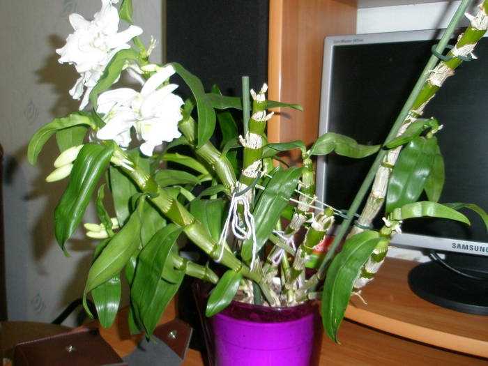 Орхидея дендробиум нобиле: уход и посадка растения, цветение dendrobium nobile в домашних условиях
