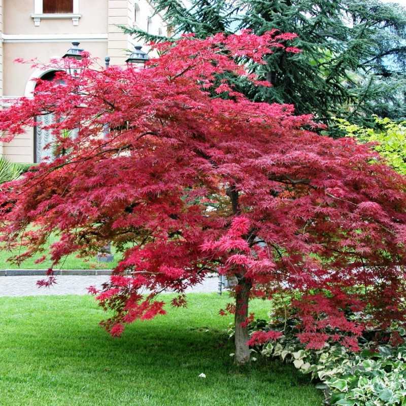 Лучшие декоративные деревья для сада: фото с названиями и описанием