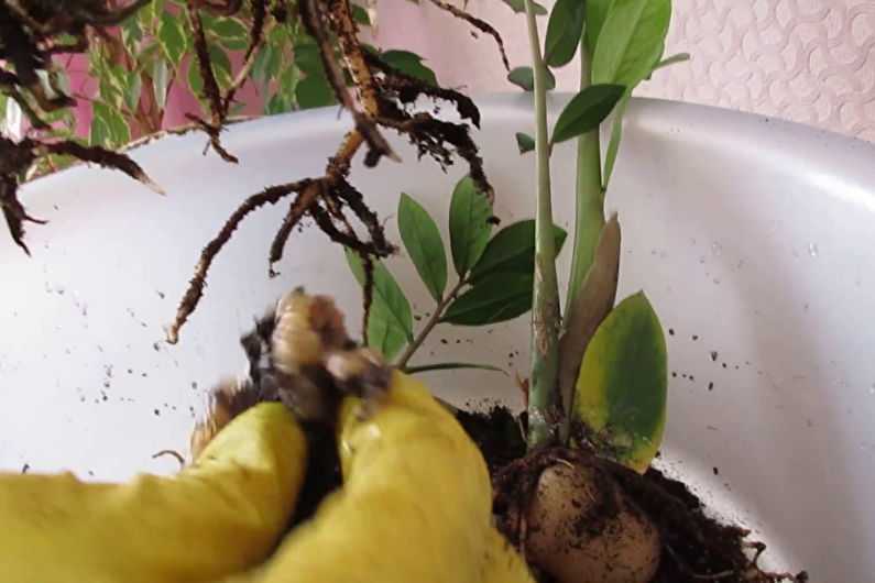 Замиокулькас: 3 способа размножения и правила выращивания