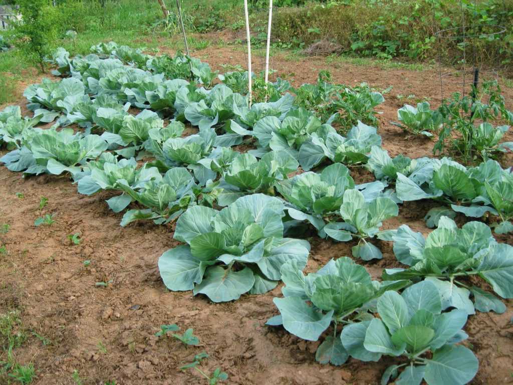 Выращивание капусты белокочанной | cельхозпортал