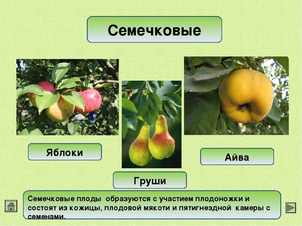 Плодовые и ягодные культуры / энциклопедия растений / асиенда.ру