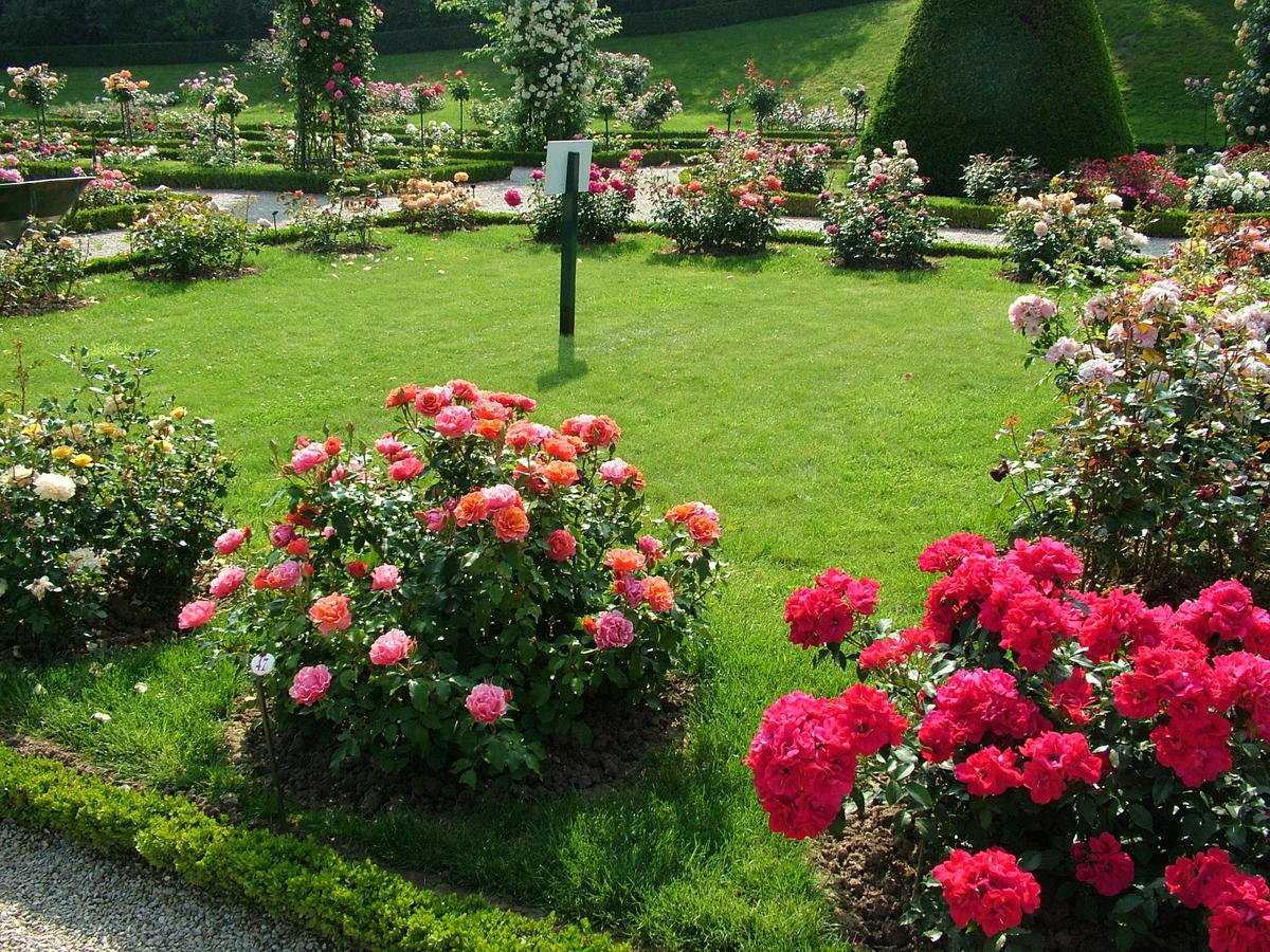 Розы в дизайне вашего сада: фото розариев на дачном участке, бордюров, цветников, арок и клумб