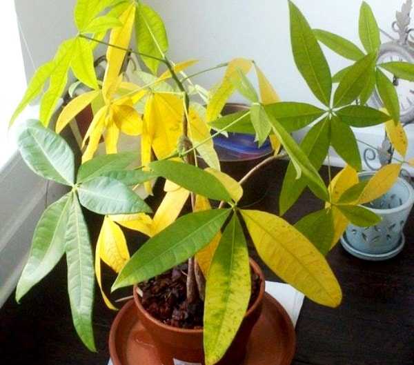 Пахира акватика (водная): уход в домашних условиях, фото, почему у цветка желтеют листья selo.guru — интернет портал о сельском хозяйстве