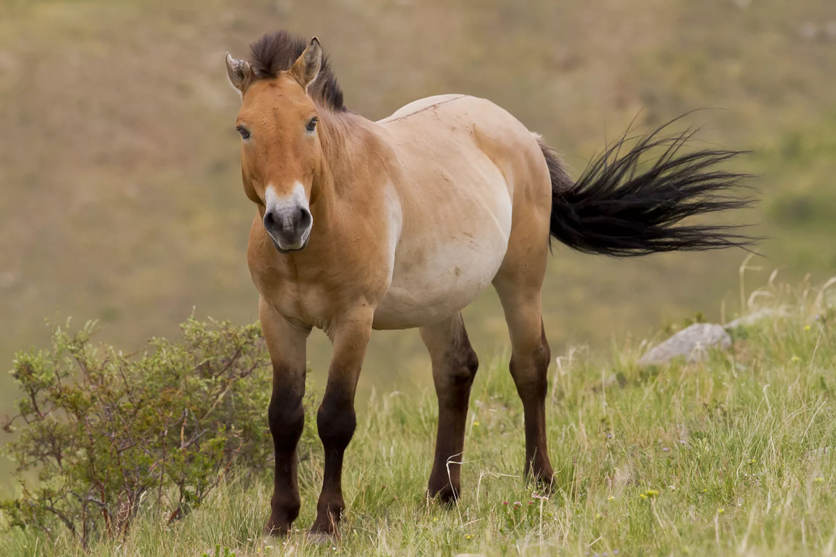 Грива лошади: зачем она нужна и как за ней ухаживать