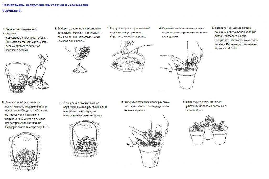 Пеперомия "туполистная": уход за растением в домашних условиях и фото selo.guru — интернет портал о сельском хозяйстве