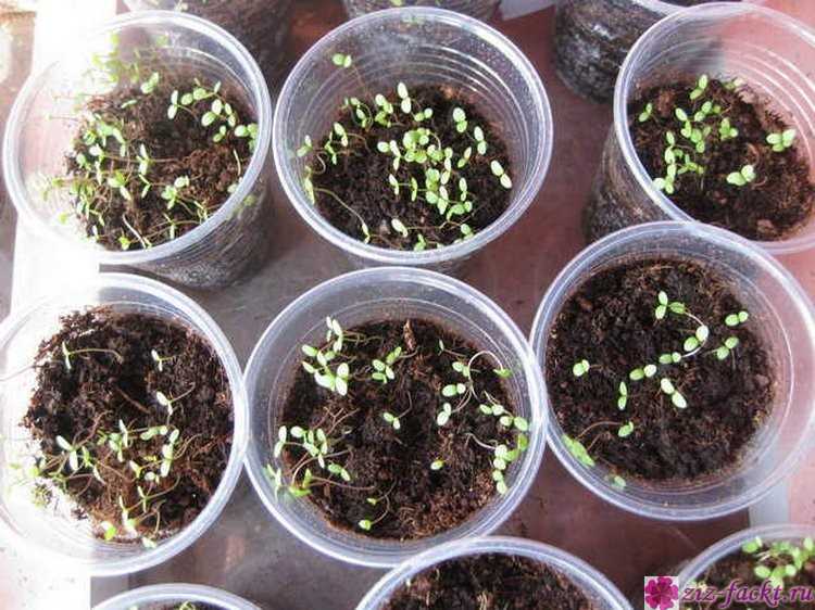 Лобулярия королевский ковер выращивание из семян. средиземноморская красавица лобулярия