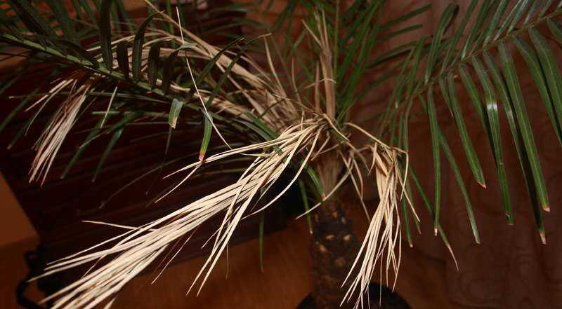 Пальма арека: уход в домашних условиях, размножение, почему сохнет, фото
