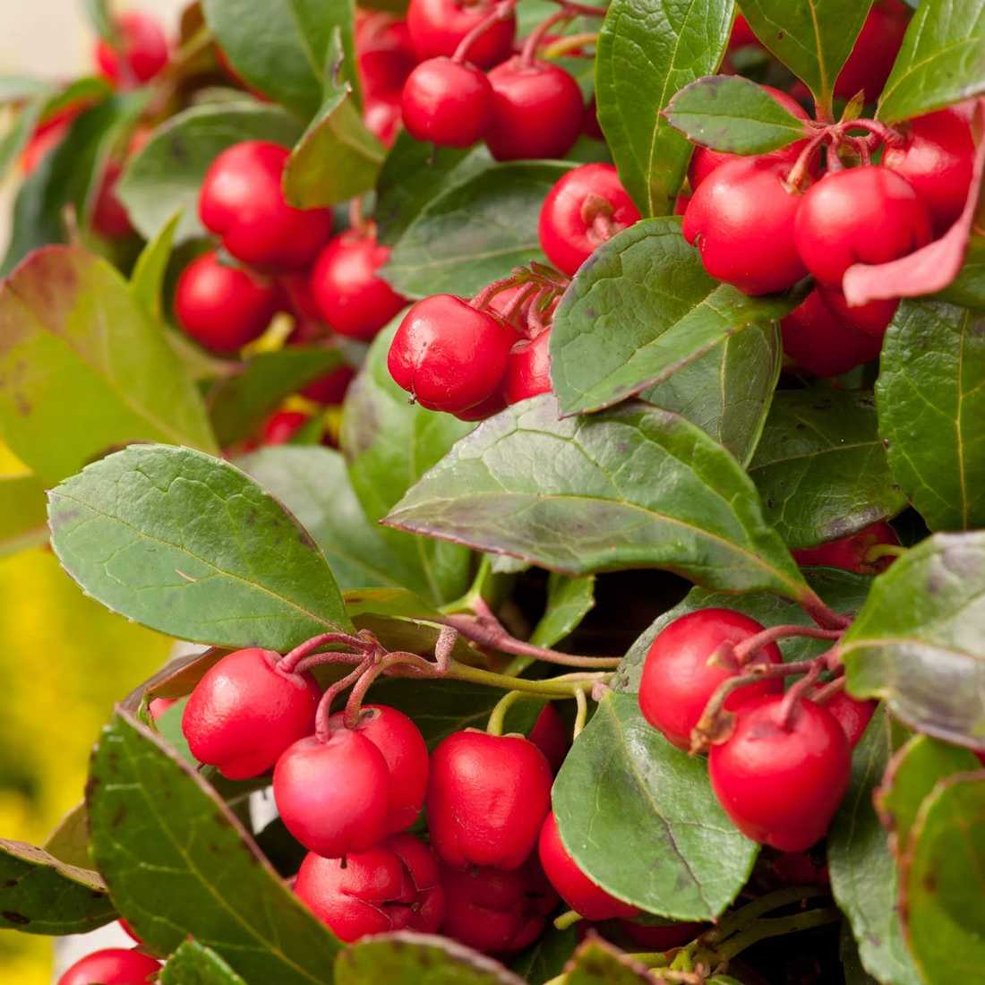 Гаультерия (пернетия): 3 лучших вида с цветными ягодами