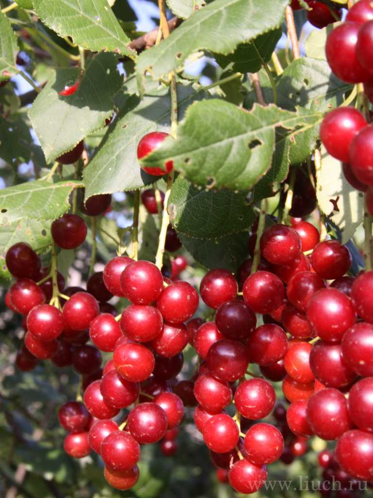 Гибрид вишни и черемухи: описание церападуса, сорта, посадка и уход, полезные свойства