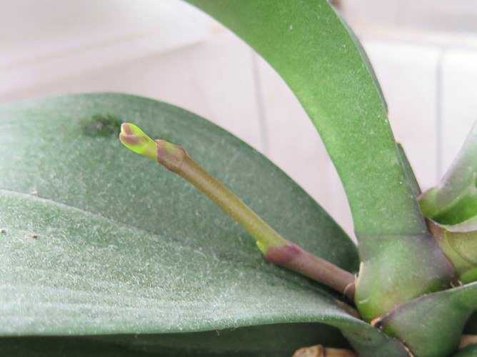 На орхидеях появились липкие капли на цветоносе: причины и способы лечения
