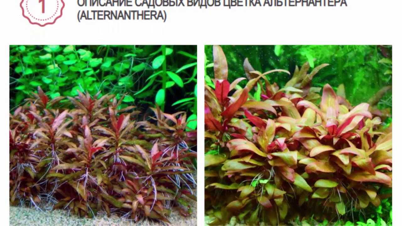 Альтернантера - описание растения, виды и содержание в аквариуме