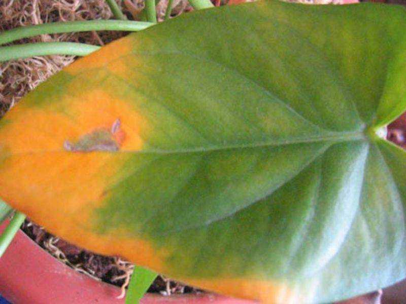 Антуриум болезни листьев фото, как лечить, вредители антуриума