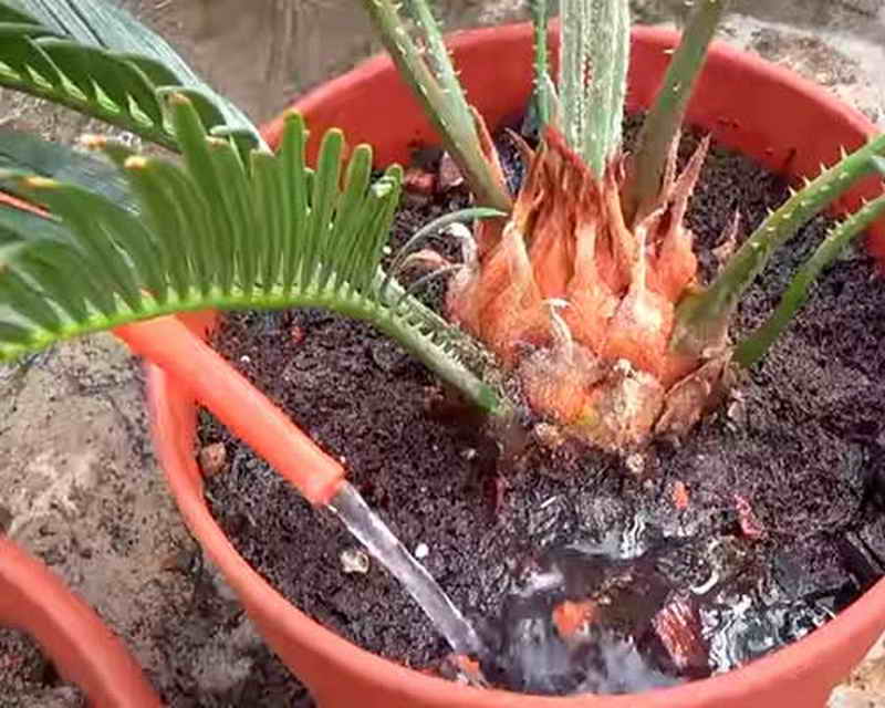 Цикас или саговниковая пальма – уход и размножение в домашних условиях