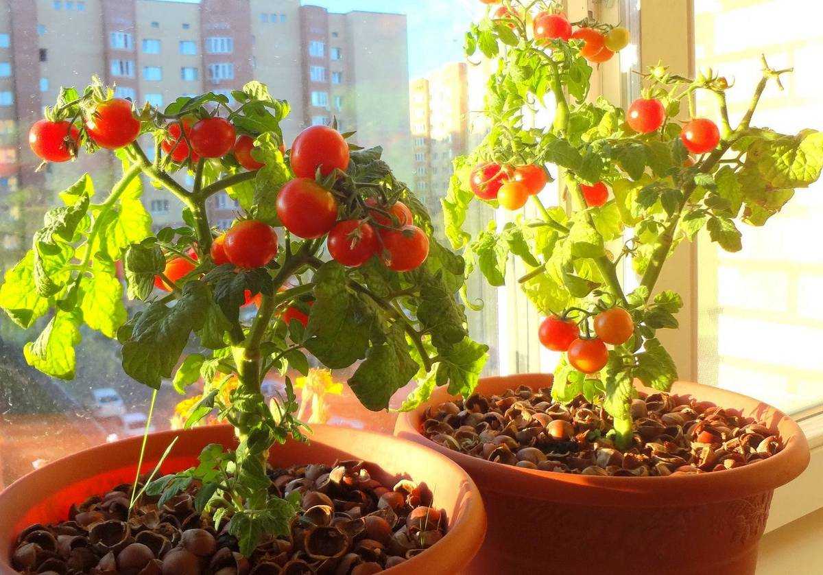 Выращивание рассады овощей в домашних условиях [условия, уход, особенности] | сад и огород