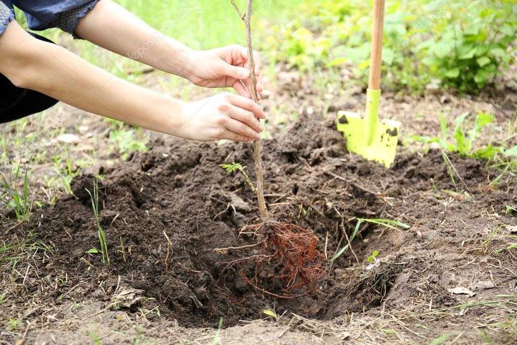 Как вырастить дуб из черенка