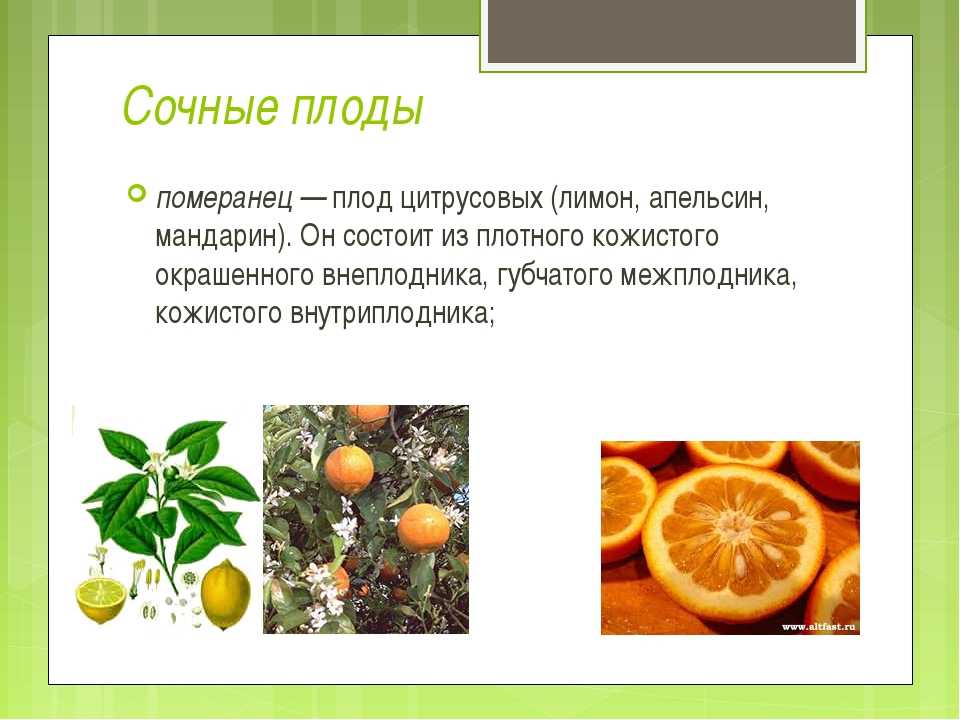 Комнатный лимон: выращивание в домашних условиях, обрезка и уход