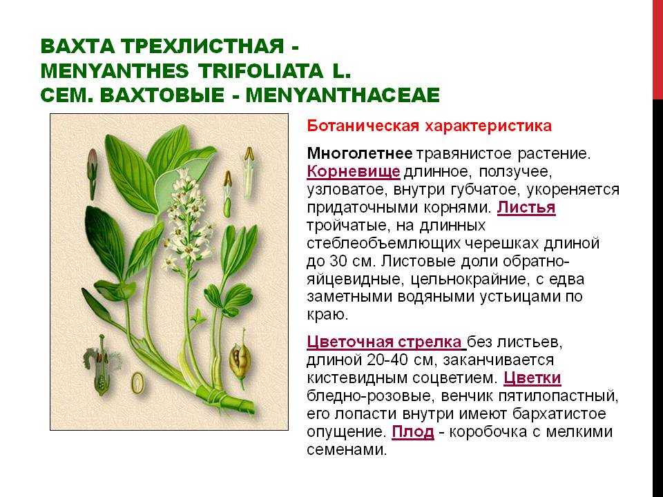Menyanthes trifoliata l.описание таксона