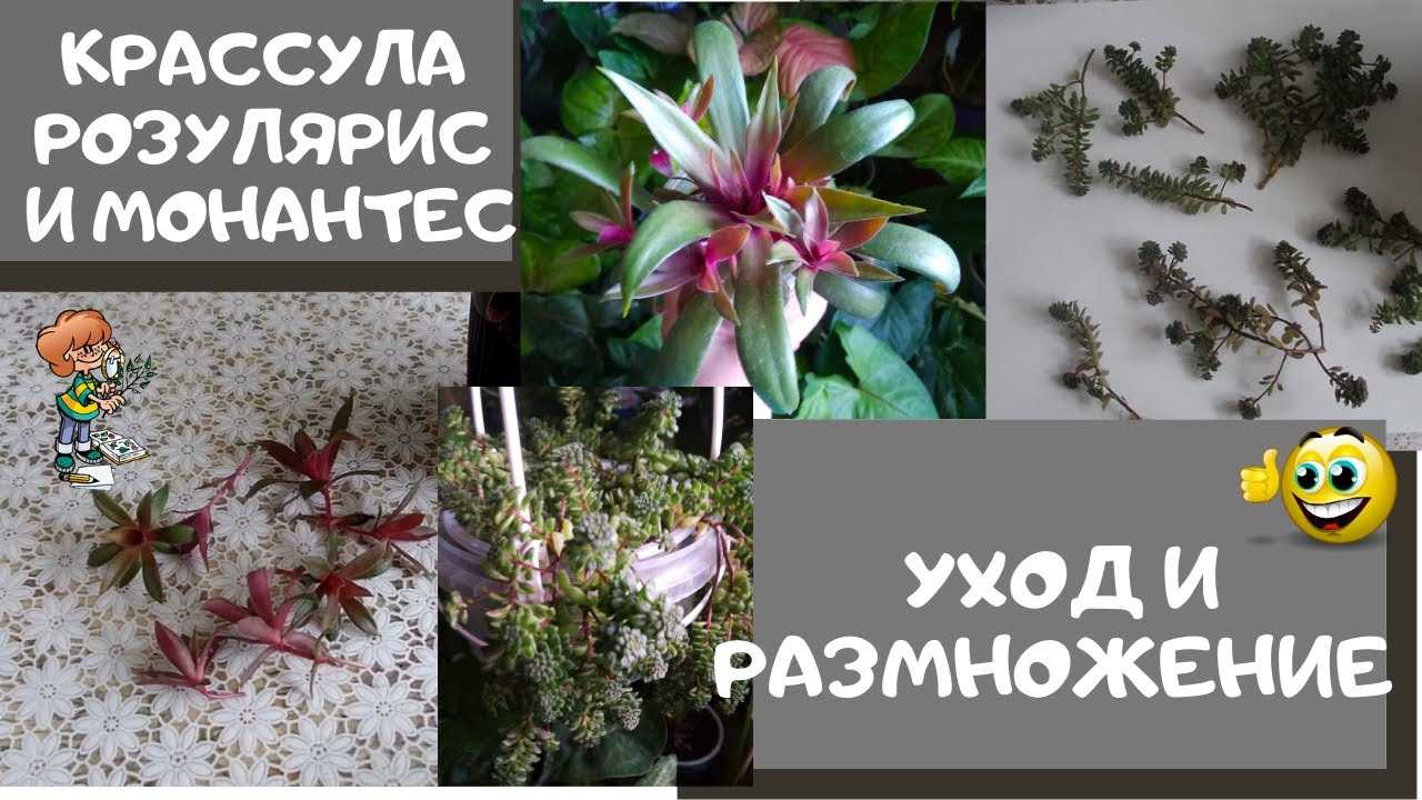 Монантес многолистный (monanthes polyphylla) — описание, выращивание, фото