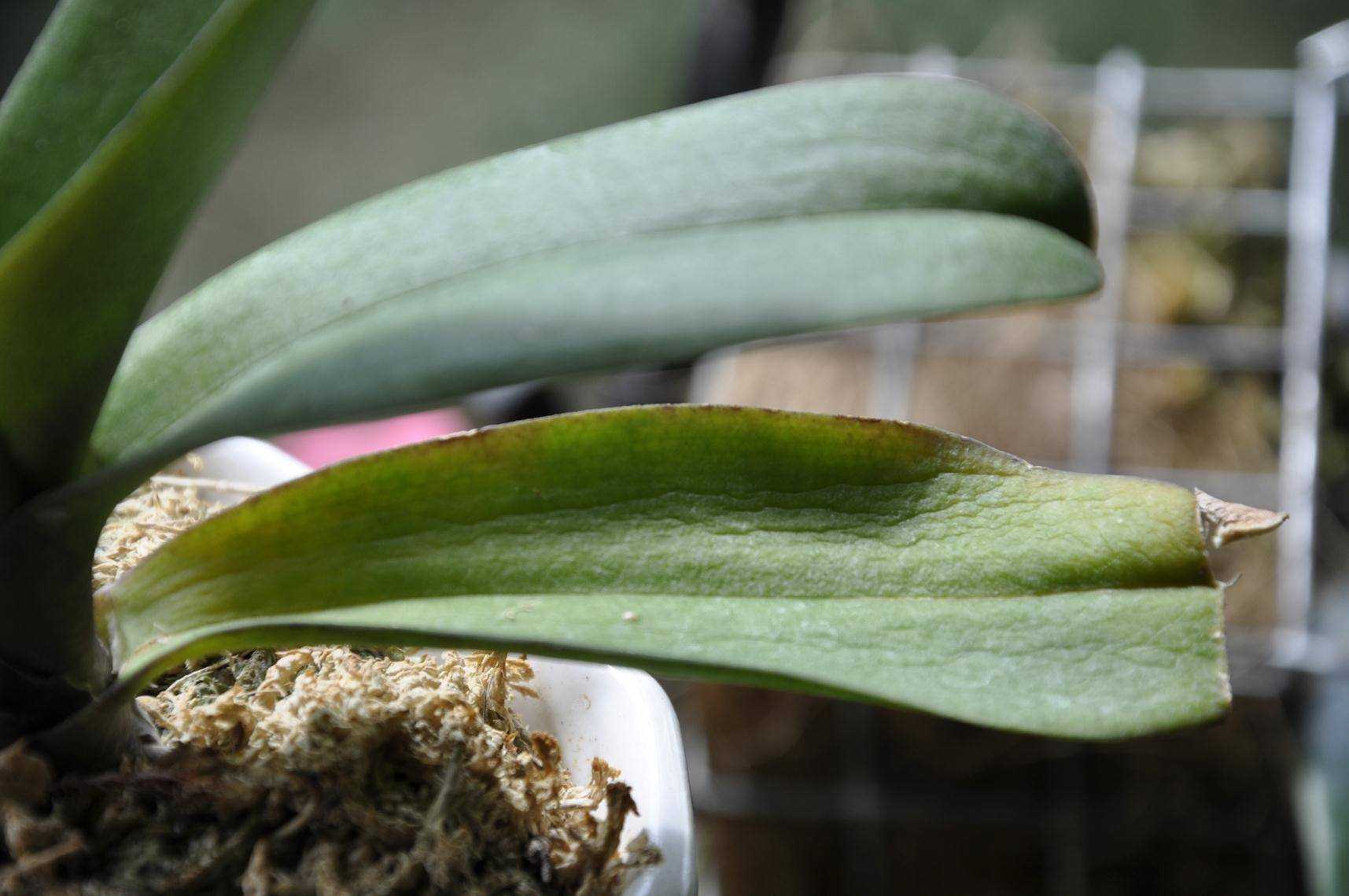 Вредители орхидей фаленопсис и лечение с фото: как выглядят паразиты?