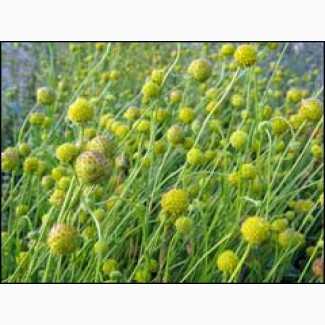 Цефалофора — ароматное растение семейства астровых