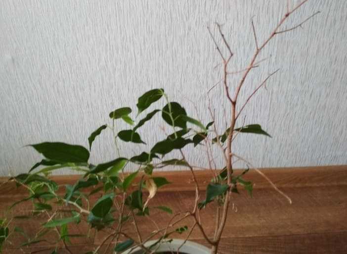 Мурайя — комнатное растение: полезные свойства и вред. применение мурайи