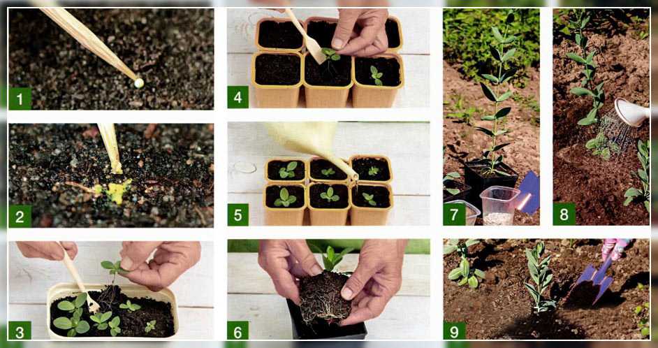 Как вырастить эустому из семян в домашних условиях | сад и огород