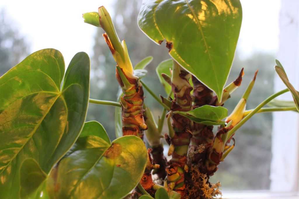 Антуриум - сорта, виды и описание как вырастить. 130 фото цветущего растения