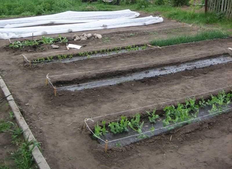 Метод митлайдера: овощеводство на малых площадях