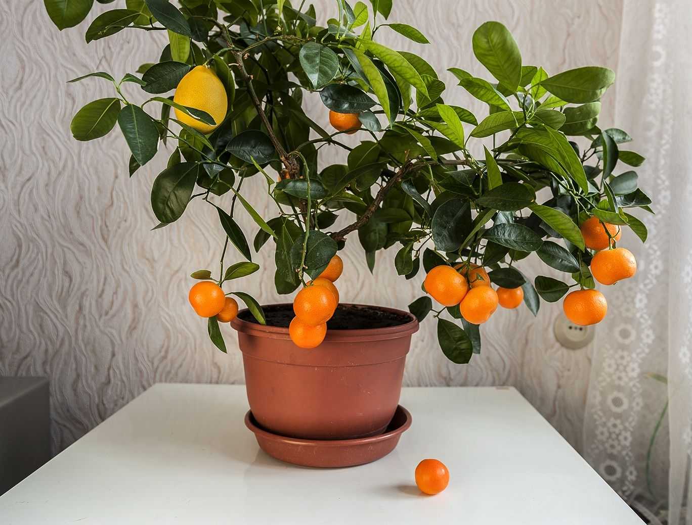Каламондин (цитрофортунелла) - комнатные растения представляет разноцветие