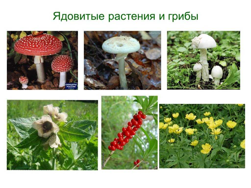 Лечебные, съедобные и ядовитые растения, травы и грибы тульской области