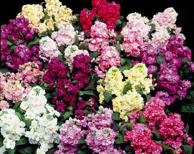 Об ароматных цветах для сада: названия, виды и характеристики пахнущих растений