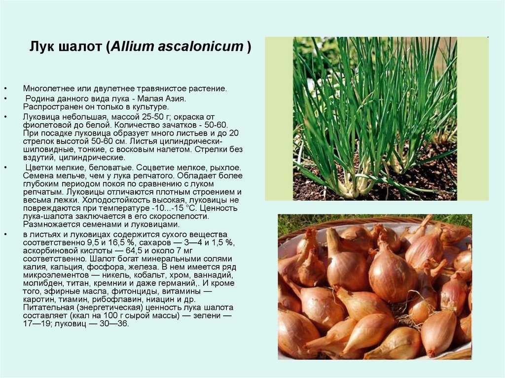 Лук-батун — выращивание из семян как однолетник и многолетник