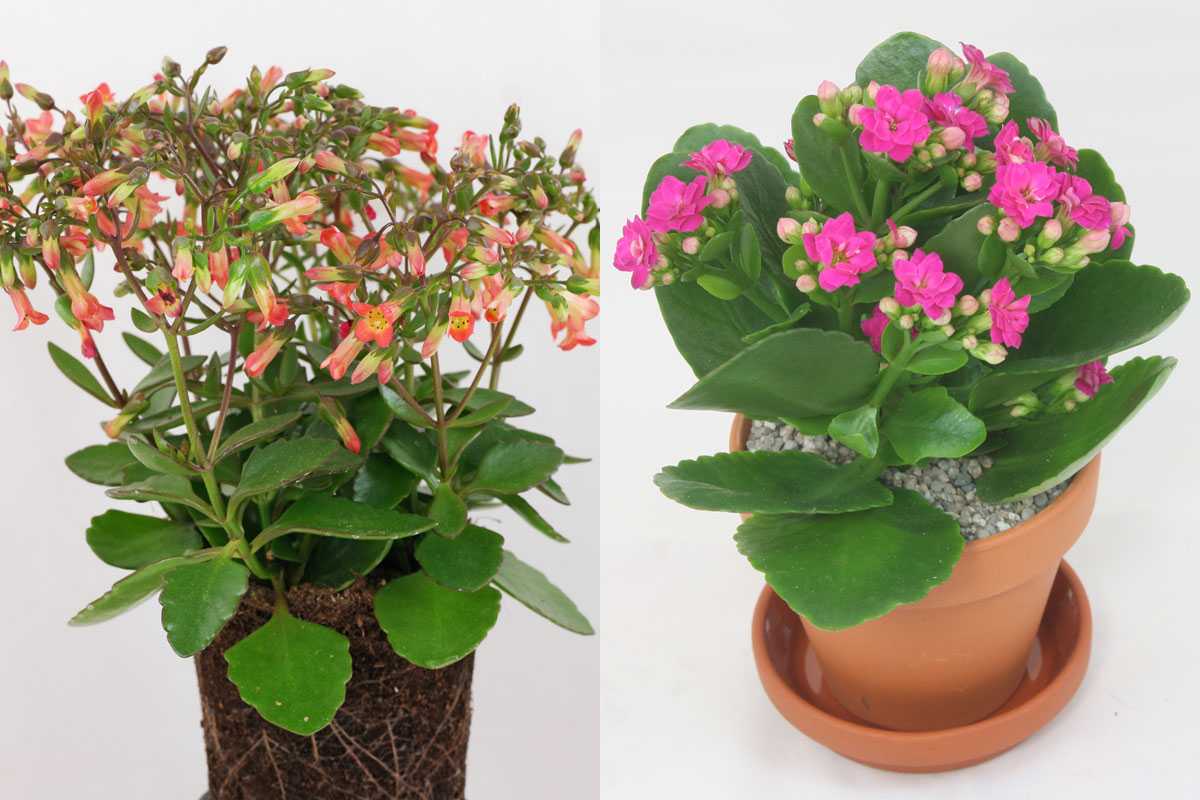 Как ухаживать за комнатным каланхоэ, чтобы вырастить цветок с крупными листьями: особенности полива. почему не цветет каланхоэ?